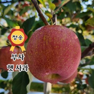 이번 주 특별한 프로모션 부사사과 더 알뜰하게
