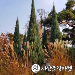 일상을 변화시키는 사이프러스나무 혜택 알고가기