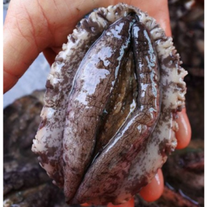 이달의 혜택 ON 완도활전복 특특대 15미  스페셜 혜택