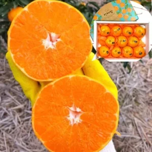 주목해야 할 기획전 제주 햇 레드향 천혜향 한라봉 세트 가장많이 주목한