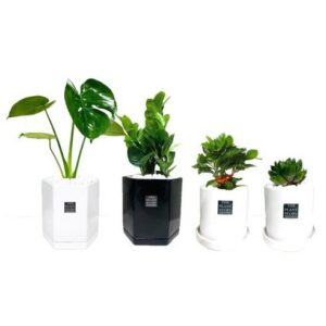 아직 늦지 않았다 플랜트스토리 반려식물 4종 스페셜 기프트