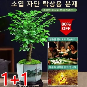 득템 찬스 소엽자단 스페셜 혜택