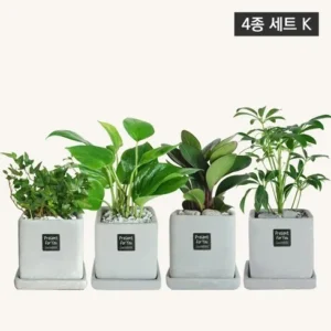 아직 늦지 않았다 플랜트스토리 공기정화 반려식물 4종 고객들이 좋아하는 이유가 있다