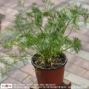 단 하루 구호플러스벨트 인기있는 이유는 다 있다