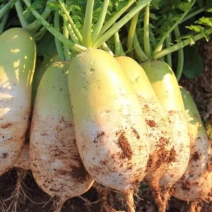 아직 늦지 않았다 천수무 인기많은 비결은?