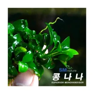 고객님이 많이 찾는 콩나나 인기있는 이유는 다 있다