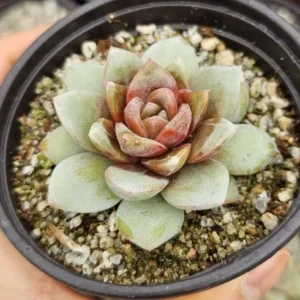 놓치면 큰일나는 piper샴페인 고객들이 좋아하는 이유가 있다