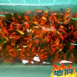 나만의 취향 난주금붕어 가장 주목하는 이유는?