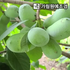 좋아할만한 포포나무 가장 주목하는 이유는?