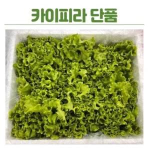항상YES 꼭 갖고싶은 ​그린팜시소잎 제가 소개해 드립니다 최저가!