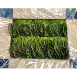 믿고 BUY 꼭 갖고싶은 ​깻잎3kg 제가 소개해 드립니다 신상특집