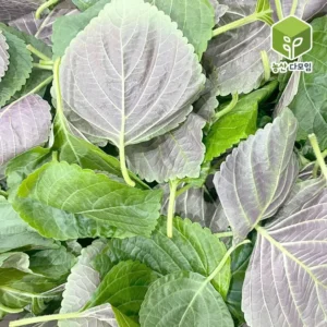 NO.1 꼭 갖고싶은 ​깻잎순4kg 제가 소개해 드립니다 역대급 혜택