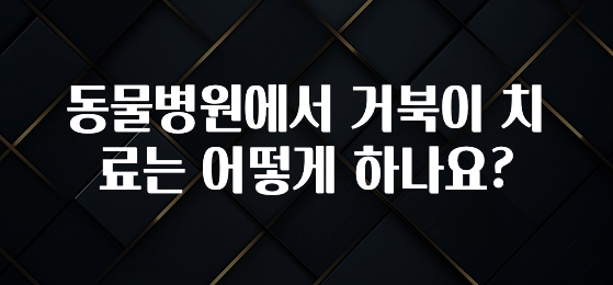 올해 필수 동물병원에서 거북이 치료는 어떻게 하나요? 확인 부탁드립니다
