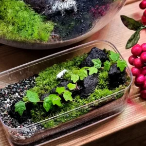 sns소식 꼭 갖고싶은 ​테라리움 제가 소개해 드립니다 확인해보세요